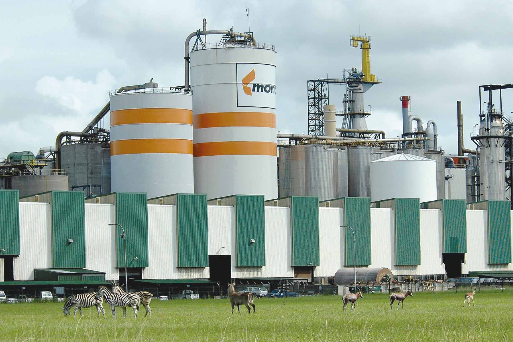 Pulp, Paper & Cellulose